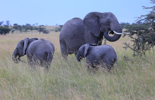 Elephants Mara