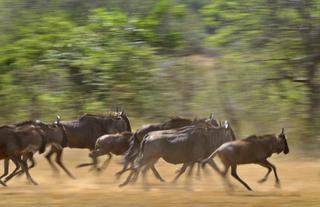 Migration in Ndutu