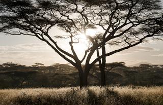 Ndutu Landscape