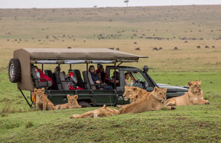 Game Drive - Lion