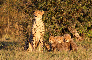 Queenie and her cubs!