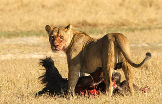 Lion on a wildebeest kill