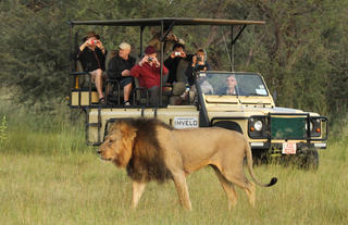 Lion on a game drive
