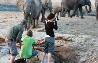 Great elephant photography