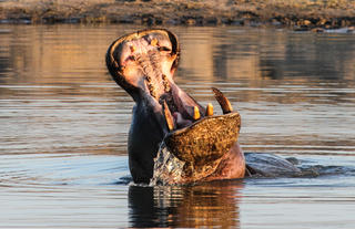 Hippo sightings are excellent at the pans
