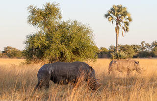 First rhino back in Hwange in 20 years - which can be seen when staying at Camelthorn