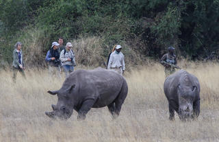 Guests walking with rhino 