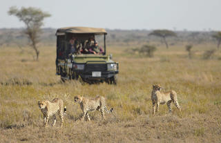 Namiri Plains - Game Drive with Cheetah