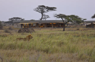 Namiri Plains - Lion with Main Area in Background