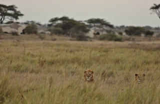 Namiri Plains - Lions with Tents in the Background