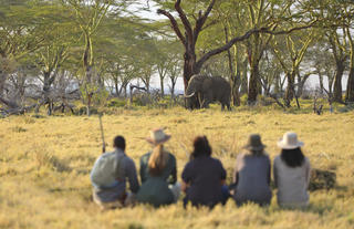 Namiri Plains - Walking with Elephant