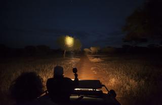 Night drives are a fantastic opportunity to meet some of the nocturnal critters. 