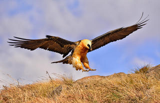 Bearded Vulture