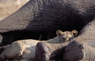 Lion & elephant kill