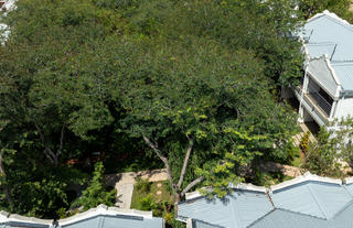 Area View