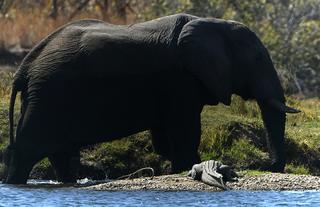 Lwenge Bull