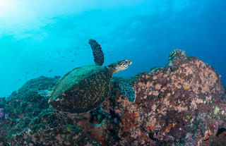 Turtle