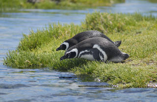 Penguins