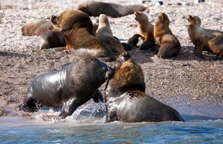 Sea lions