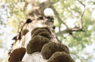 Singita Elela_Fungus_Mushrooms