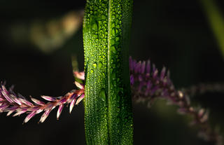 Singita Elela_flower