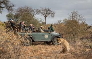 Lion on game drive