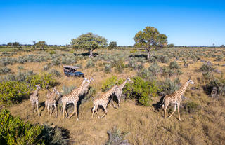 Jao Camp Game Drive