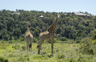 Settlers Drift Luxury Tented Lodge Safari Experience
