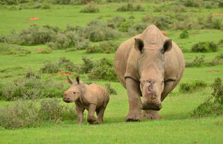 Poaching survivor Thandi and calf Thembi