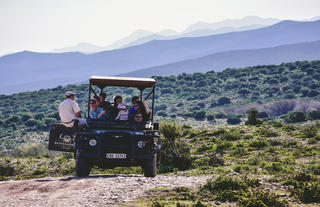 Game drives and safaris