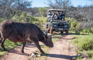Buffelsdrift Game Lodge Game Drive