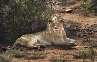 Lion Feeding Experience