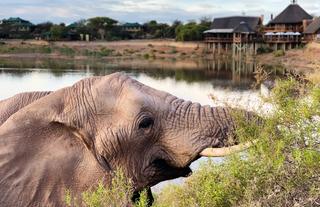 Elephant Educational Experiences