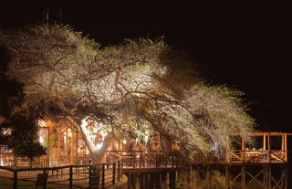 Buffelsdrift Restaurant at Night