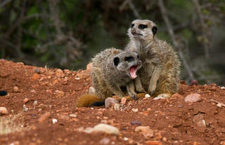Meerkat Safaris