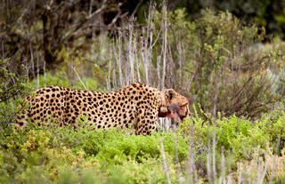 Free-roaming Cheetah Experience