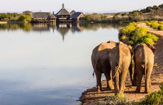 Elephant Experiences