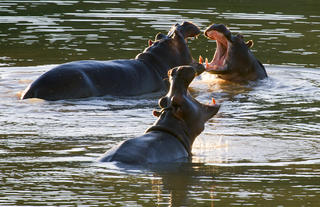 Our Hippos