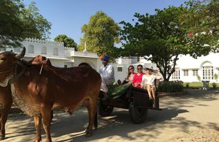 Bullock cart ride