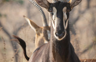 Kumbali Game Reserve