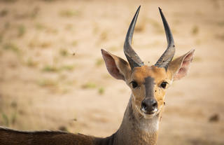 Kumbali Game Reserve