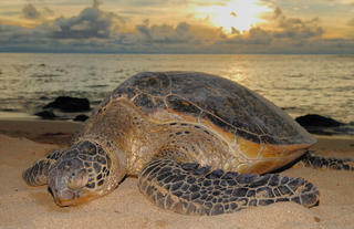 Turtle Laying 