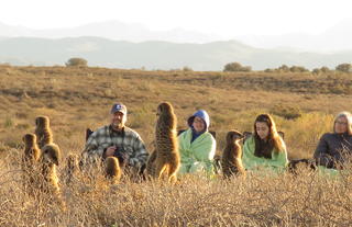 Five shy meerkat Tours
