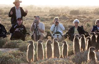 Original meerkat Tours