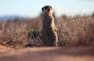 Sunrise meerkat tours 