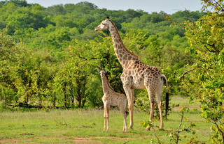 Chundu Island - Scenery + Wildlife
