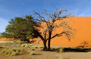 shutterstock/Sergey-73