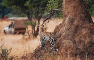 Leopard Tracking