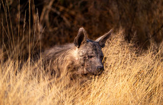Hyaena Tracking