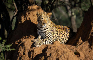 Leopard Tracking